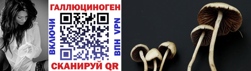 Галлюциногенные грибы Psilocybe  блэк спрут рабочий сайт  Судогда 